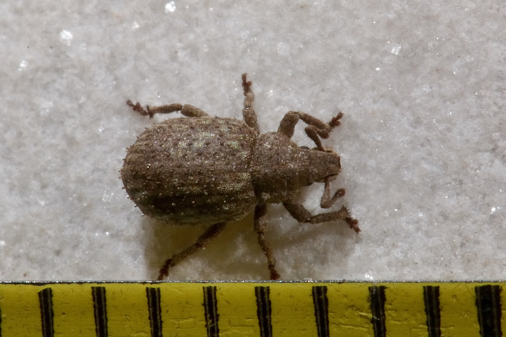 Curculionidae: Romualdius angustisetulus